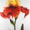 Blossoming Lily Flower Poster Print by Atelier B Art Studio - Item # VARPDXBEGFLO206